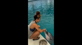 Dolphin dances while deing fed in Antalya