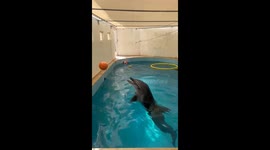Dolphin plays basketball in Antalya, Türkiye
