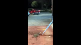 Reptile escape caught on camera in Shah Alam, Malaysia
