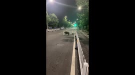 Wild boar gets stuck in roadside fence