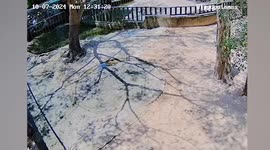 'Obsessed' Moo Deng fan sparks panic by climbing into baby hippo's home to pick up dropped phone