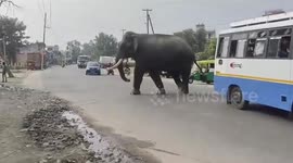 India: Wild elephant sparks chaos on highway in northern India, sparks panic amongst locals