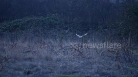 Barn Oel quartering field for prey