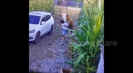Bizarre moment cow suddenly mounts and knocks over owner in China