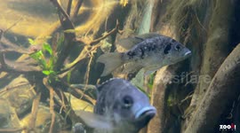 Switzerland: Swiss Zoo Attempts To Rescue Fish So Rare Its Survival Depends On Breeding Facilities