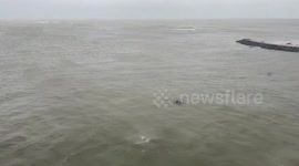 US: Dolphin Pod Battles Stormy Seas in Escape from Hurricane Milton at Treasure Island