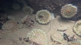 Luckiest Crab Alive Narrowly Escaped Death and Avoids Being Consumed by Sea Anemone