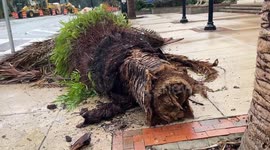 Storm Damage in Orlando