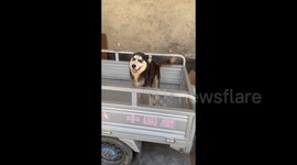 China: A Turtle Bit A Husky’s Tongue