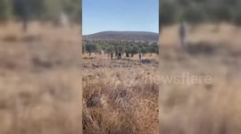 Palestine: Israeli Settler attack farmers while picking olives in the town of Turmus Ayya, north of Ramallah