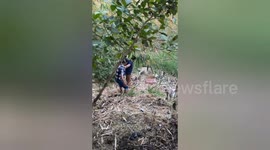 Social organization rescued a cow fell into the swamp in Shahdol, Central India