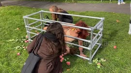 Art installation protest against the pork industry outside Frieze Art Fair, London, UK