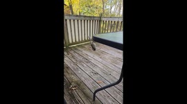 Girl rescues stuck chickadee, receives chirps of gratitude in heartwarming moment