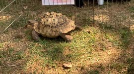 Watts’s 2 Wildlife Community Event
