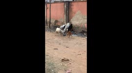 Street dog playing with sheeps