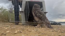 Pair of Great horned owls released after being nursed back to health