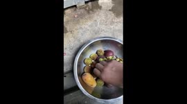 Gorilla calmly eats lychee and spits out shell in China