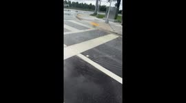 Small fish spotted in flooded road after Hurricane Milton in Lakeland, Florida