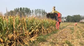 China: Corn Harvesting in Fuyang