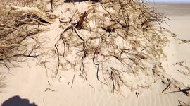 China: Giant Tamarisk Trees in the Gobi Desert in Hami