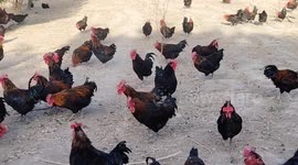 China: Farmer raised chicken in Hami, Xinjiang