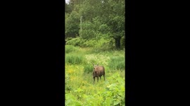 Up-Close Encounter: Curious Elk Stares and Snacks