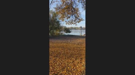 The Sound of Falling Leaves in the Frosty Fog is Absolutely Surreal!