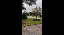Gator Struts the Streets Ahead of Hurricane