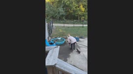 Louie the duck's favorite game: Being thrown into the pool