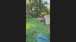Ducks Chase Corgi for His Watermelon