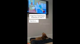 Dog’s first time watching TV: Family Guy scene makes her jump