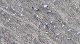 China: Migratory Birds Demoiselle Cranes