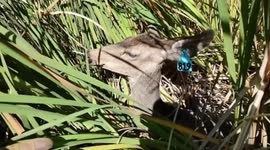 Wildlife officer dubbed 'Deer Hero' for saving three of the animals