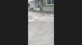 Energetic puppy plays catch-me-if-you-can with owner