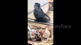 Chimpanzee 'smiles' after becoming fascinated by zoo goers baby in China