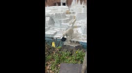 Polar bear puts on mask before diving into pool