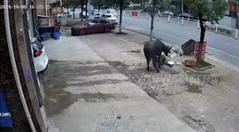 Rampaging bull injures cleaner wearing bright orange vest