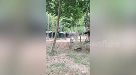 Hungry elephant destroys wildlife ranger's kitchen while searching for food