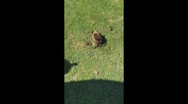 Chinese mole digging a tunnel on a golf course