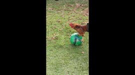 Rooster plays with ball in Bahia, Brazil