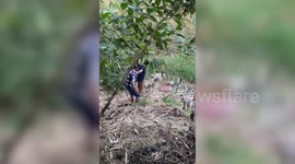 Cow successfully rescued from deep quagmire in central India