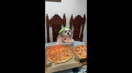 Pet dog wells up as family sing happy birthday