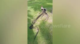 Chicken with long tail amazes residents in village in Thailand
