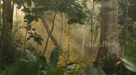 Beautiful nature of the Amazon Rainforest including aerial and ground footage of the jungle. Raw sounds of nature.