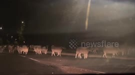 Hundreds of escaped sheep pictured blocking bypass