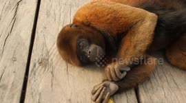 Close-up shots of orphaned Wolly Monkeys at a rescue center in the Amazon Rainforest.