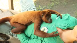 Monkeys at rescue centre in Peru infatuated by keeper's boots
