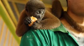Baby woolly monkey at a rescue center in the Amazon Rainforest eats fruits and drinks milk.