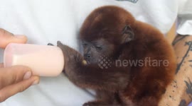 Baby Howler Monkey at a primate rescue center in the Amazon Rainforest sleeps, eats, and drinks milk from care taker.