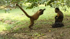 Capuchin monkey playfully wrestles with another baby monkey in the Amazon Rainforest. Funny monkeys.